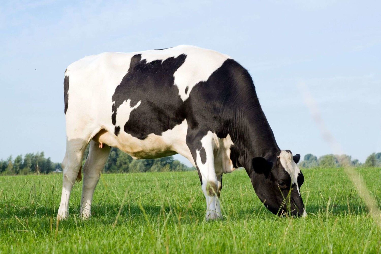 VACAS HOLANDESAS 1/2 SANGUE EM LACTAÇÃO - LOTE 09