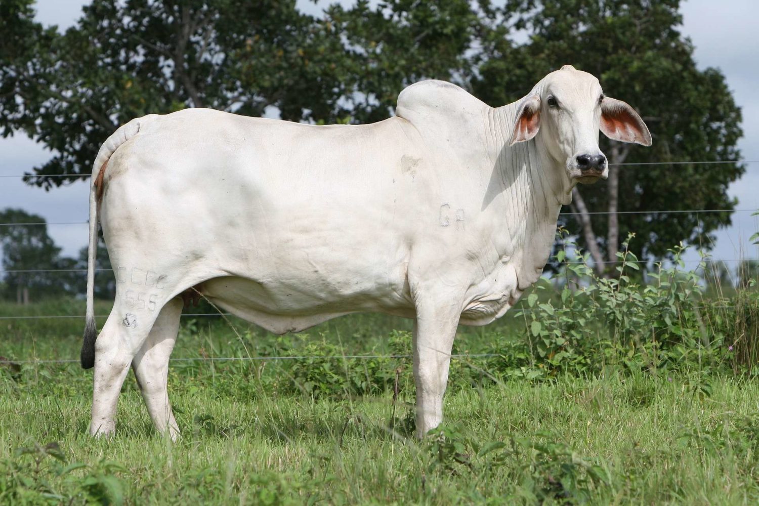 VACAS NELORE 1/2 PARA CORTE OU PROCRIAÇÃO - LOTE 09